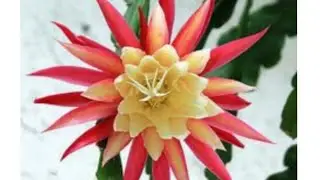 Brahma kamal Timelapes 🤩| 15 days in 60 seconds 😍 {queen of the night}