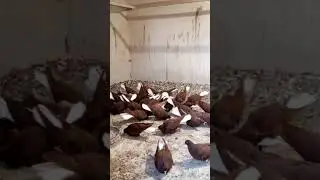 красные белохвостые
