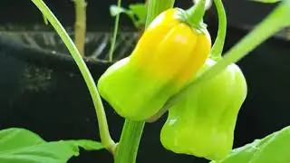My small little balcony garden