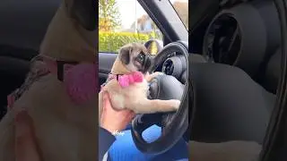 Recreating Loulou’s PUPPY photos with baby MOSY! 🥹🎀🍼 