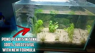 How To Grow Pond Plants In Aquariums