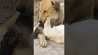 my dogs french-kissing! 