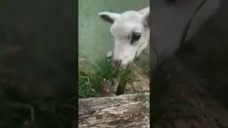 ¿Os queréis morir de amor?