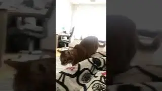 ТИГРА НЕОЖИДАННО НАПАДАЕТ НА БРАЙНА МАПСА !!