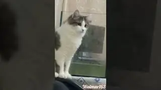 Тимон и Чипа.