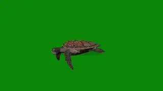 Swimming Turtles Animated 3D Green Screen