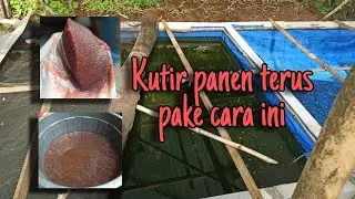 KUTU AIR PANEN TERUS PAKAI PUPUK INI