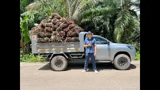 เข้าสวนปาล์ม