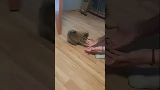🐾Два маленьких чуда🐾 #shorts #шпиц #щпицгабби
