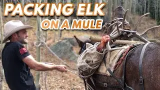Using Mules To PACK OUT ELK