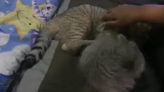 กัดกันเต็มที่ไปเลย #BritishSorthair #ScottishFold