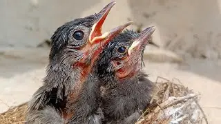 Little bird 🕊️🕊️🕊️.....