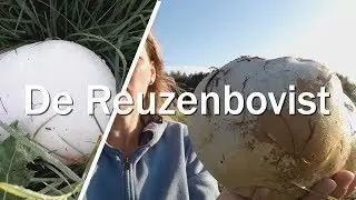 Reuzen bovist - Juf in de natuur