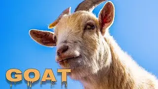 Goat sounds, goat bleating