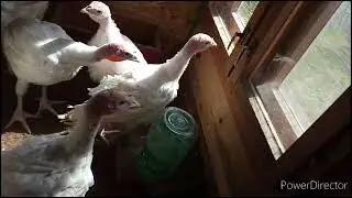 Кажется лето пришло, хлопочу по хозяйству.