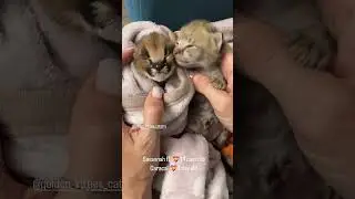 Babies 🥰 детки 