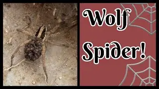 We Love The Big Scary Spider!