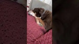 Koko in Exorcist tryout