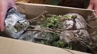 Розпаковка Matla Flowers/ Матла Фловерс - відгук: Декоративні рослини