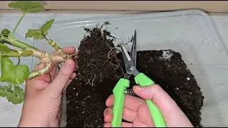 СРОЧНО ОСЕНЬЮ сделай это с геранью, чтобы ушла в ЗИМУ здоровая, крепкая и был пышный куст