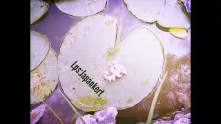 Lps: Japánkert