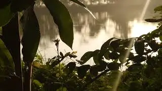 CINEMATIC ALAM PAGI | Nature Cinematic | Sinematik alam
