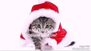 Новорожденные щенки и котята