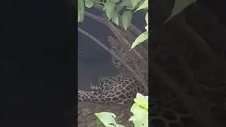 पेन्थर🦁