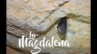 La magdalena 4K