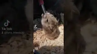 хома пьёт воду