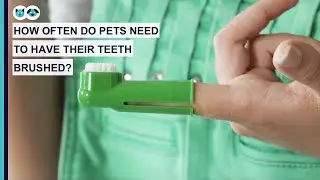 How Often Do Pets Need to Have Their Teeth Brushed? | Pet Dental Care Series