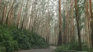 Scenic Drive: Ooty's Enchanting Eucalyptus Tree Road