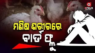 ମଣିଷ ଦେହରେ ବାର୍ଡ ଫ୍ଲୁ || Human Case Of Bird Flu Detected In Odisha