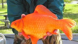 ЗОЛОТАЯ РЫБКА - FISCH GOLD
