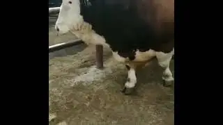 бык 1500