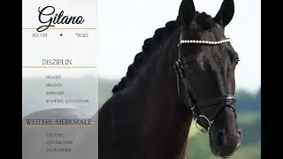 For Sale: ***Gitano*** ***Pferdehandlung Dederichs***