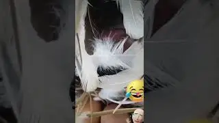 Full funny reactions 