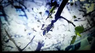 Хьоашалнаькъан 1аьла "Боали хьачи"