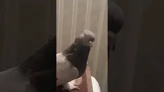 узбекские голуби Абдусалама город ош т,0996557 557770 стандарт☆ удди