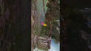Королевский ложнохромис