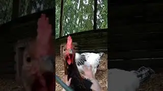 Cheeky Chickens