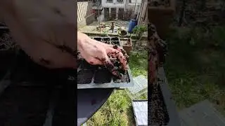 C'est parti pour les semis de tomates [méthode simple]