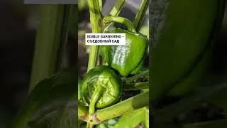 Садоводство