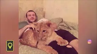 Зверские обнимашки:  лев поселился дома у борца из Нальчика- Lion King in Russian