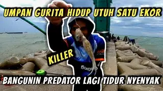 PROVEN POWERFUL.! LIVE octopus bait for FISHING PREDATORS