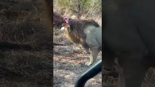 beautiful lion protecting killed girrafe #kruger #wildlife #hyena #animals #lion #elephant #wolf