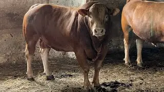 Скот породы Лимузин в Казахстане