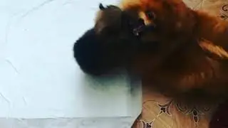 Маленький хулиган
