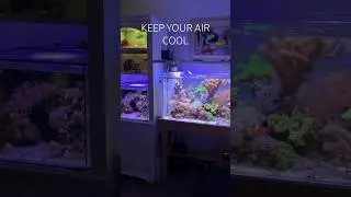 Reef Tank (KEEP IT COOL) #reeftank #aquarium