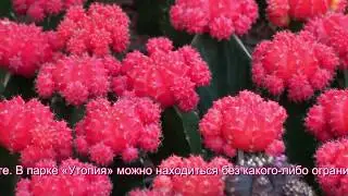 Парк Утопия в Израиле